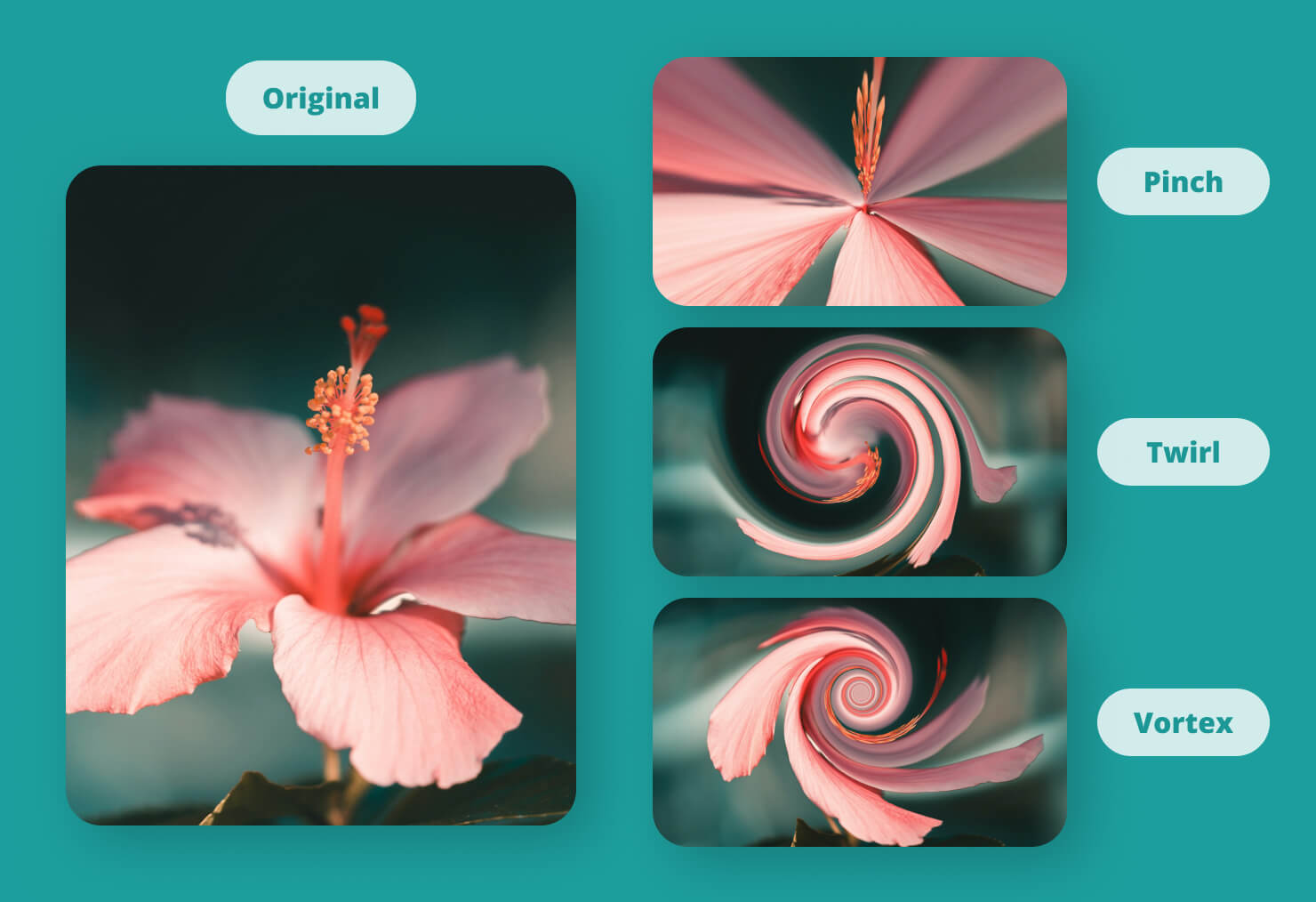 An image of a flower distorted using Pinch, Twirl and Vortex distortion filters.